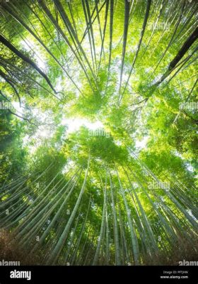 La Forêt de Bambous Enchantée: Une Mer Verte Fascinante et Mystérieuse !